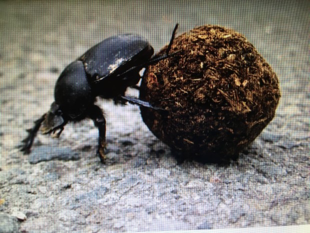 Dung Beetle