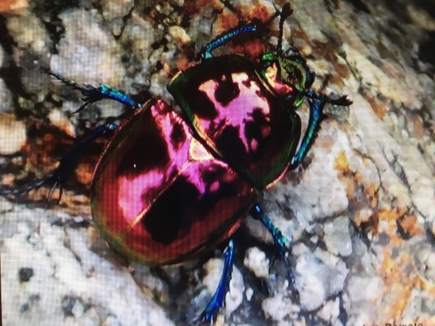 Scarab Beetle