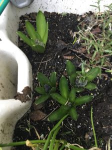 Hyacinths in Growth