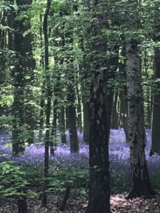 Bluebell wood